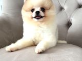 Ayı Surat White Teddy