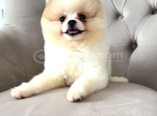 Ayı Surat White Teddy görsel