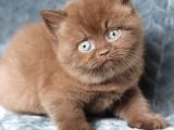 Yuvarlak Kafa Chocolate British Shorthair