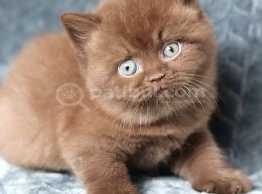 yuvarlak kafa chocolate british Shorthair