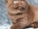 Yuvarlak Kafa Chocolate British Shorthair
