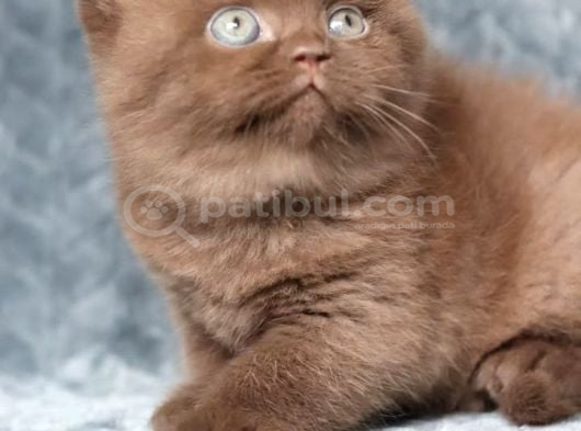 Yuvarlak Kafa Chocolate British Shorthair görsel