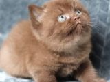 Yuvarlak Kafa Chocolate British Shorthair