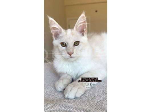 Her İle Teslim Full Şecereli 3 Aylık Xxl Maine Coonlar görsel