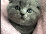 Sevgi Yumağı Gri Scottish Fold