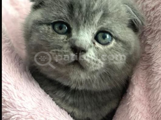 Sevgi Yumağı Gri Scottish Fold görsel