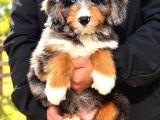 Türki̇yede Tek Mavi̇ Gözlü Bernedoodle Yavrulari