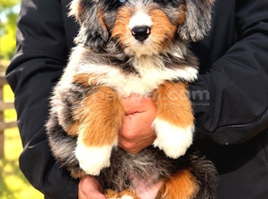 Türki̇yede Tek Mavi̇ Gözlü Bernedoodle Yavrulari görsel