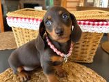 Birbirinden Özel Dachshund Yavrularımız