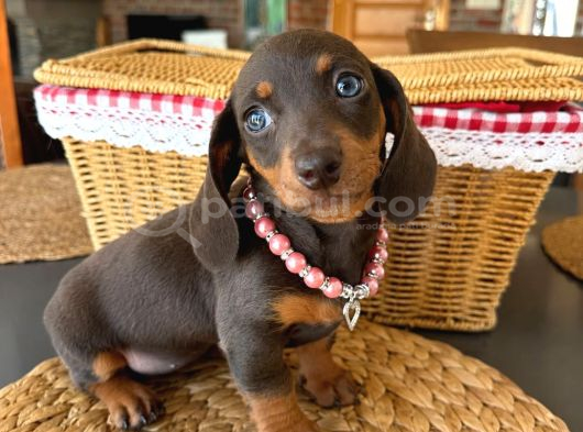 Birbirinden Özel Dachshund Yavrularımız görsel
