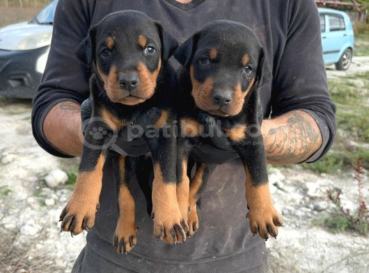 Doberman Yavrulari görsel