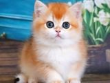 En Uysal Ny12 Golden British Shorthair