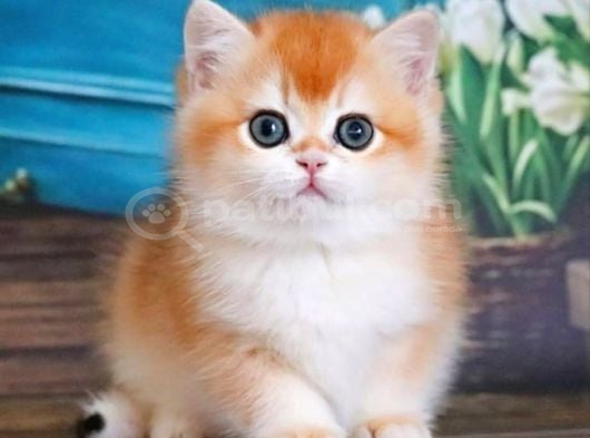 En Uysal Ny12 Golden British Shorthair görsel