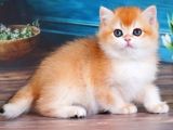 En Uysal Ny12 Golden British Shorthair