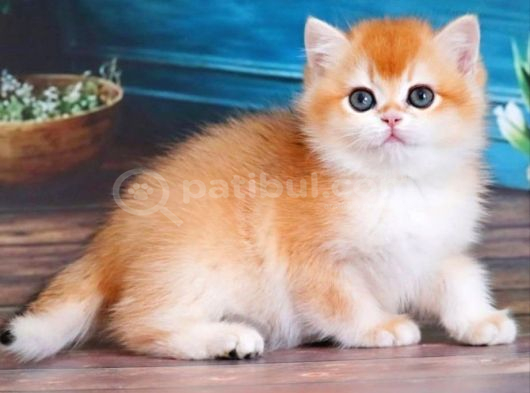En Uysal Ny12 Golden British Shorthair görsel