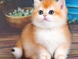 En Uysal Ny12 Golden British Shorthair