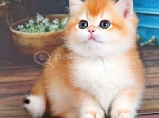 En Uysal NY12 Golden British Shorthair