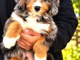 TÜRKİYEDE TEK mAVİ GÖZLÜ BERNEDOODLE YAVRULARI