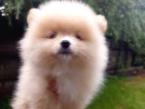A Kalite Sıfır Beden Pomeranian Boo Ev Köpeği