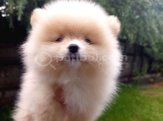 A Kalite Sıfır Beden Pomeranian Boo Ev Köpeği görsel