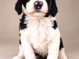 Türkiyede Tek Bernedoodle Yavruları
