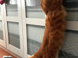 Her İle Teslim Full Şecereli 3 Aylık Xxl Maine Coonlar
