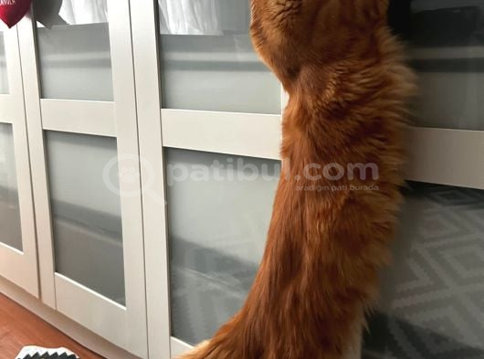 Her İle Teslim Full Şecereli 3 Aylık Xxl Maine Coonlar görsel