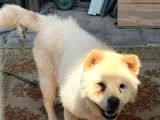 Güzel Chow Chow Yuva Arıyor