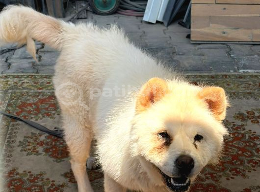 Güzel Chow chow yuva arıyor