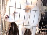 Güzel Chow Chow Yuva Arıyor