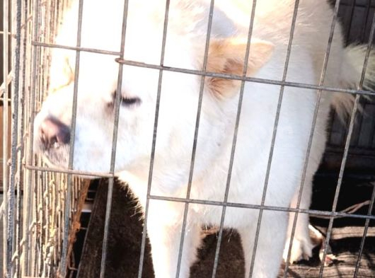 Güzel Chow Chow Yuva Arıyor görsel