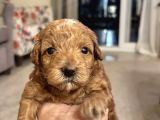 Toy Poodle Yavrularımız Yeni Yuvalarını Arıyor
