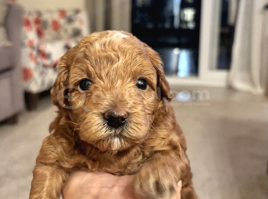 Toy Poodle Yavrularımız Yeni Yuvalarını Arıyor görsel