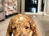 Toy Poodle Yavrularımız Yeni Yuvalarını Arıyor