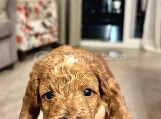 Toy Poodle Yavrularımız Yeni Yuvalarını Arıyor görsel