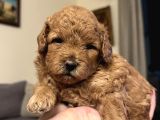 Toy Poodle Yavrularımız Yeni Yuvalarını Arıyor