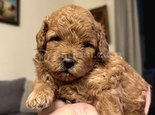 Toy Poodle Yavrularımız Yeni Yuvalarını Arıyor görsel