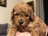 Toy Poodle Yavrularımız Yeni Yuvalarını Arıyor