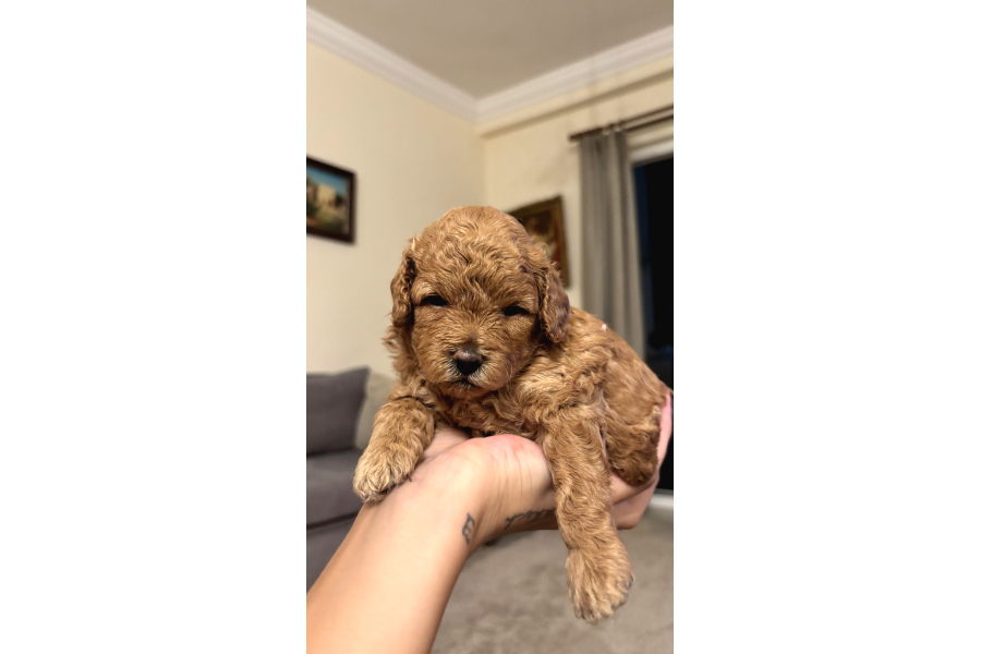 Toy Poodle Yavrularımız Yeni Yuvalarını Arıyor
