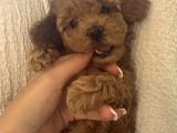 Toy Poodle Yavrularımız Yeni Yuvalarını Arıyor