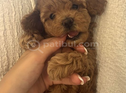 Toy Poodle Yavrularımız Yeni Yuvalarını Arıyor görsel
