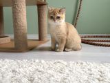 Safkan Golden British Shorthair Ny12