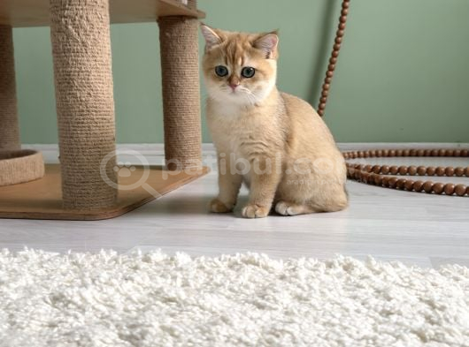 Safkan Golden British Shorthair Ny12