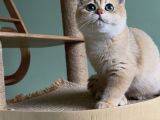 Safkan Golden British Shorthair Ny12