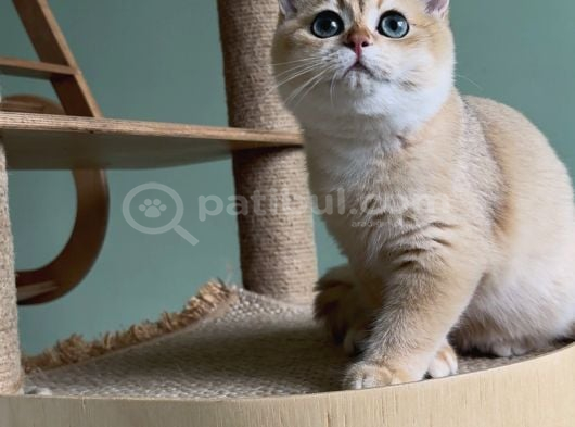 Safkan Golden British Shorthair Ny12 görsel