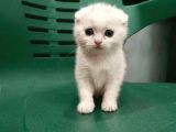 Wc Eğitimli Uysal Scottish Fold Bebek