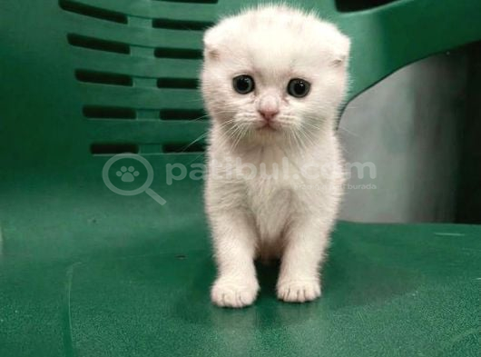 Wc Eğitimli Uysal Scottish Fold Bebek