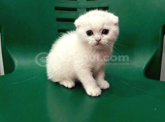 Wc Eğitimli Uysal Scottish Fold Bebek görsel