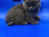 Mükemmel British Shorthair Yavrusu Yuvasını Arıyor