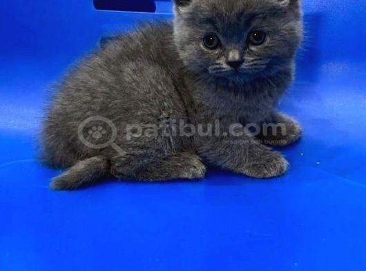 Mükemmel British Shorthair Yavrusu Yuvasını Arıyor